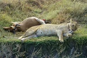 Ngorongoro Crater Wildlife Drucke: Lioness lying next to her prey