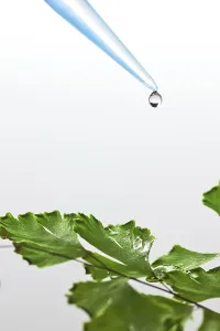 Genetic Information Analysis Drucke: Liquid drop on green leaf
