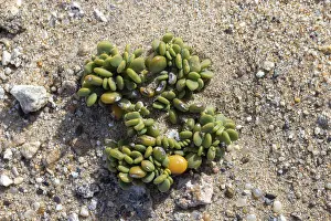 Living Stones Succulent Drucke: Lithops lichen, succulent, Namibia