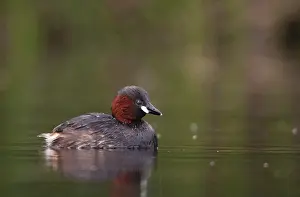Drucke von Littele Grebe, Tachybaptus ruficollis, Little Grebe, Vögel, Dabchick, Graugans, Graugans, Spiegelbild , Podicipedidae , Spiegelbild , Taucherin , Vögel , Wasservögel Haubentaucher Drucke: kleine Graugans, Tachybaptus ruficollis