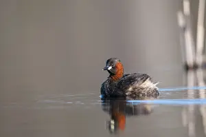 Drucke von Littele Grebe, Tachybaptus ruficollis, Little Grebe, Vögel, Dabchick, Graugans, Graugans, Spiegelbild , Podicipedidae , Spiegelbild , Taucherin , Vögel , Wasservögel Haubentaucher Drucke: Kleiner Graugruppe, Tachybaptus ruficollis.
