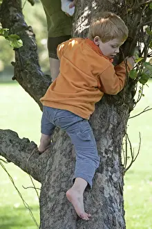 Boy Climbing Tree Drucke: Little boy climbing on tree