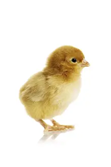 Deserted Farm Animal Drucke: Little chicken