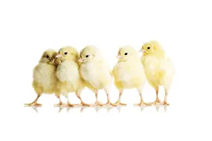 Young Chickens Drucke: Little chickens
