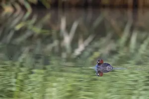 German Nature Scene Drucke: A Little Grebe reflected on the water surface