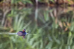 Drucke von Ein Kleingrebe spiegelte sich auf der Wasseroberfläche, See Ummingen, Bochum, Nordrhein-Westfalen, Deutschland Ein Kleingrebe spiegelte sich auf der Wasseroberfläche, See Mmngen, Bochum Bochum Drucke: Ein kleiner Graugans betrachtete die Wasseroberfläche.