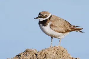 Wading Bird Europe Drucke: Little Ringed Plover (Charadrius dubius)