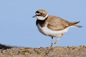 Wading Bird Europe Drucke: Little Ringed Plover (Charadrius dubius)