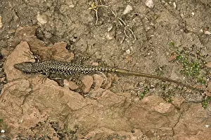 Reptile Photography Drucke: Lizard