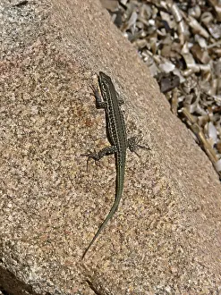 Reptile Images Drucke: Lizard