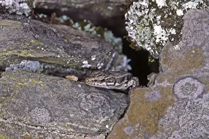 Uninhabited Wildlife Scenes Drucke: Lizard