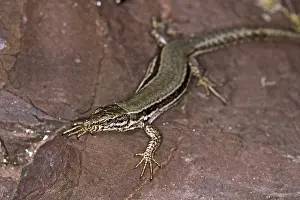 Wildlife Habitat Images Drucke: Lizard