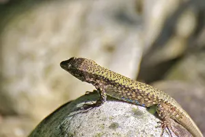 Camouflaged Lizard Drucke: Lizard basking on a rock, well camouflaged