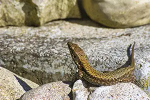 Germany Wild Animals Drucke: A lizard basks on a rock and looks forward