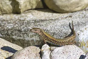 Southern Germany Wildlife Drucke: A lizard basks on a rock in a natural environment