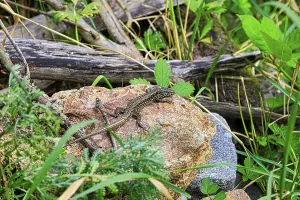 Wildlife Animal Drucke: A lizard basks on a rock surrounded by grass and branches in a natural environment