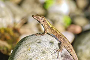 Bright Sunlight Photography Drucke: Lizard on a bright rock in sunlight