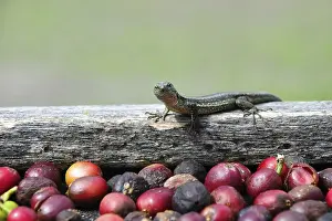 Deserted Lizard Habitat Drucke: Lizard and fresh coffee grains