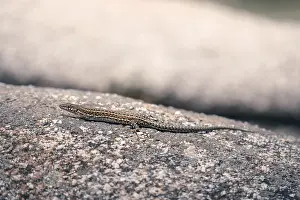 Desert Landscape Photo Drucke: A lizard rests on a textured stone