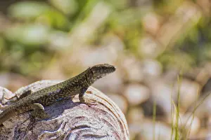 Southern Germany Wildlife Drucke: Lizard on rocks surrounded by plants and bathed in sunlight