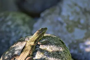 Central Europe Fauna Images Drucke: Lizard sitting on a rock, bathed in light and shadow