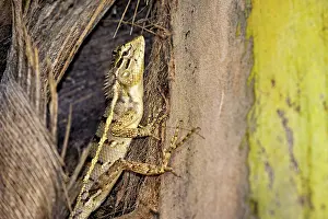 Camouflaged Lizard Drucke: Lizard on tree bark with yellow and brown texture