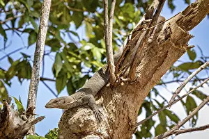 Sigiriya Sri Lanka Drucke: A lizard on a tree in a green forest scene