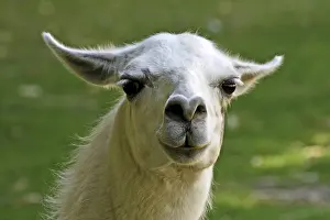 Drucke von Llama Lama Drucke: Llama