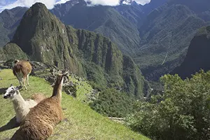 Drucke von Lama, Machu Picchu Arequipa Drucke: Lama, Machu Picchu