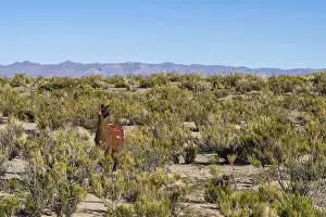 Ein Lama mit bunt farbigen Tüchern streift frei durch die spärliche Sträucherlandschaft unter dem klaren blauen Himmel in La Puna, Teil des Anden-Altiplano in Argentinien.