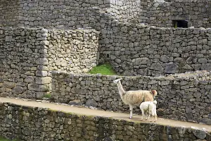 Drucke von Lamas in Machu Picchu Arequipa Drucke: Lamas in Machu Picchu