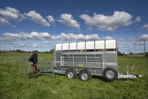 Productive Livestock Management Drucke: After loading the sheep, shepherd dismantles the ferch in the pasture