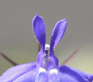 In Flower Macro Photography Drucke: Lobelia