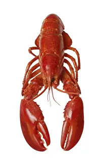 Lobster