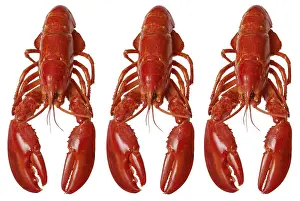 Studio Background For Food Photography Drucke: Three lobsters