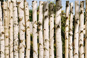 Deciduous Tree Row Drucke: Log from birch trunks in a row