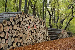 Deserted Forest Northern Germany Drucke: Logging in autumn in the forest