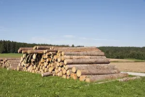 Upper Bavaria Forestry Drucke: Logging, cut tree trunks in a meadow