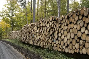 Nature Photography Lower Saxony Drucke: Logging in the Harz Mountains, forest work
