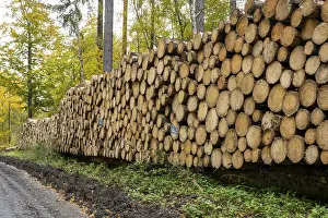 European Forest Management Drucke: Logging in the Harz Mountains, forest work