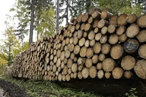 Northern Germany Forest Scene Drucke: Logging in the Harz Mountains, forest work