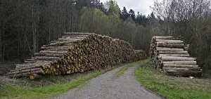 Stacked Timber Logs Drucke: Logging, lumberjacking, forestry