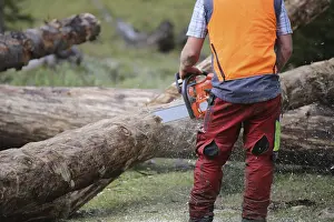 Upper Bavaria Forestry Drucke: Logging work in the local forest