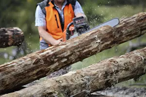 Bavarian Forest Landscape Drucke: Logging work in the local forest