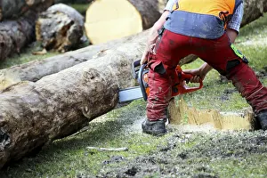 Bavarian Landscape Photo Drucke: Logging work in the local forest