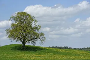 Solitary Tree In Meadow Drucke: Lone tree with dirt road in Munsing