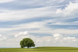 Solitary Tree In Field Drucke: Lone tree in grainfield, cloudy sky