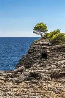 Menorca Landscape Drucke: Lone tree above an old cave dwelling