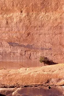 Rocky Mountain Range Drucke: Lone tree against a red rock face