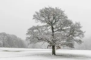 Snowy Landscape Photo Drucke: A lone tree in the snow